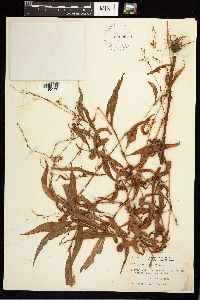 Persicaria punctata image