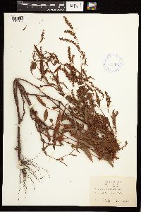 Persicaria punctata image