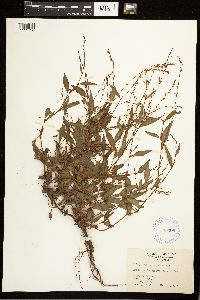 Persicaria punctata image