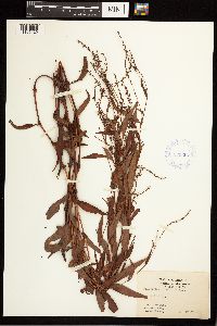 Persicaria punctata image