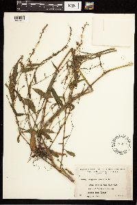 Persicaria punctata image