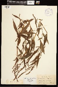 Persicaria punctata image