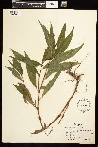 Persicaria punctata image