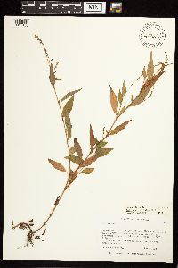 Persicaria punctata image