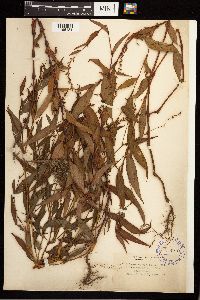 Persicaria punctata image