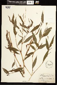 Persicaria punctata image