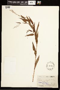 Persicaria punctata image
