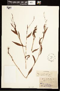 Persicaria punctata image