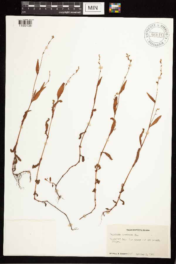 Persicaria punctata image