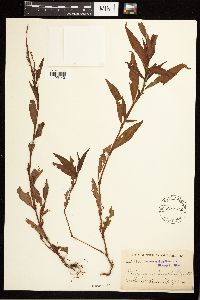 Persicaria punctata image