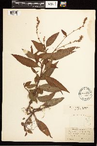 Persicaria punctata image