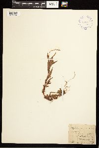 Persicaria punctata image