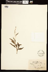 Persicaria punctata image