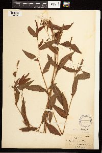 Persicaria punctata image