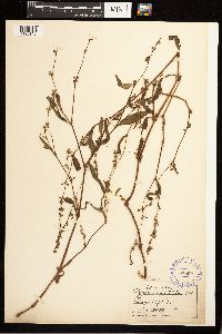 Persicaria punctata image