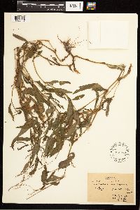 Persicaria punctata image