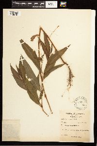 Persicaria punctata image