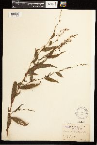 Persicaria punctata image