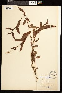 Persicaria punctata image