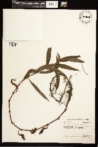 Persicaria punctata image