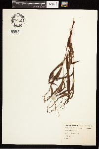 Persicaria punctata image