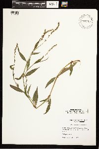 Persicaria punctata image
