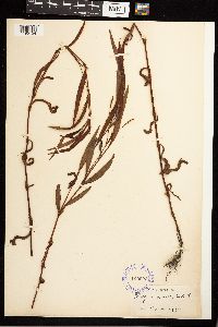 Persicaria punctata image