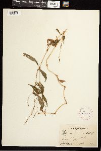 Persicaria punctata image