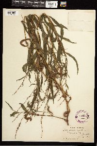 Persicaria punctata image