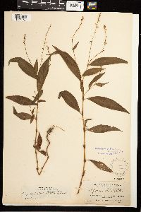 Persicaria punctata image