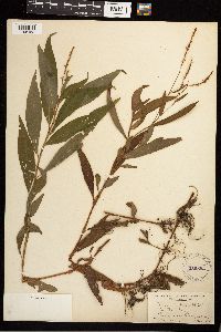 Persicaria punctata image