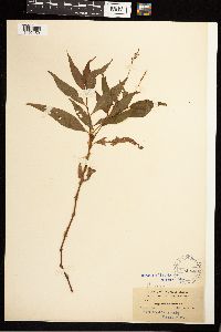 Persicaria punctata image