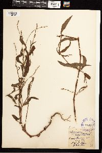 Persicaria punctata image