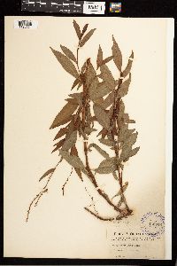 Persicaria punctata image