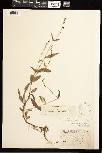 Persicaria punctata image