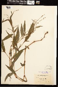 Persicaria punctata image