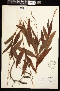 Persicaria punctata image