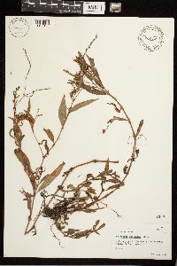 Persicaria punctata image