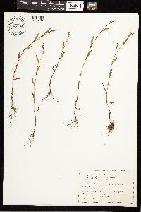 Persicaria punctata image