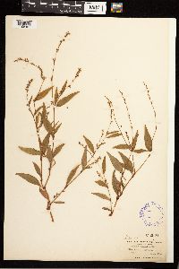 Persicaria punctata image