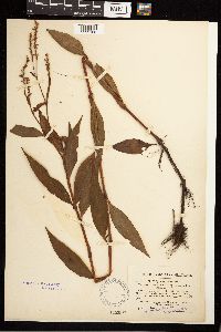 Persicaria punctata image