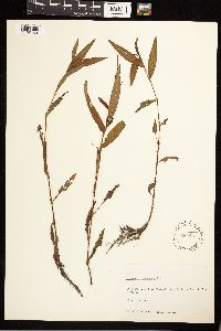 Persicaria punctata image