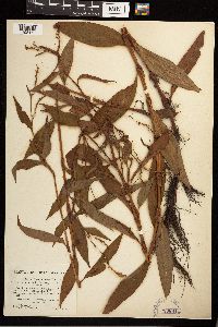 Persicaria punctata image