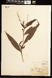 Persicaria punctata image