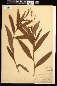 Persicaria punctata image