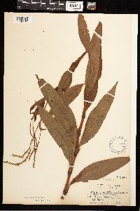 Persicaria punctata image