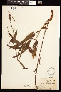 Persicaria punctata image