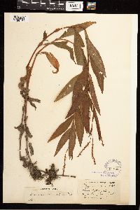 Persicaria punctata image