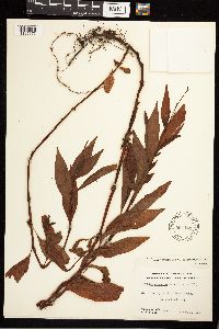 Persicaria punctata image