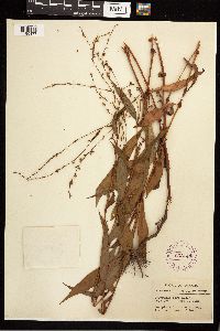 Persicaria punctata image